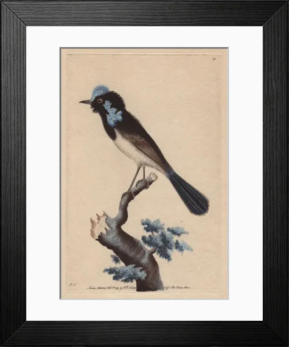 Framed Print : Superb Fairywren, Malurus cyaneus cyaneus, from Tasmania Framed Print : Superb Fairywren, Malurus cyaneus cyaneus, from Tasmania
