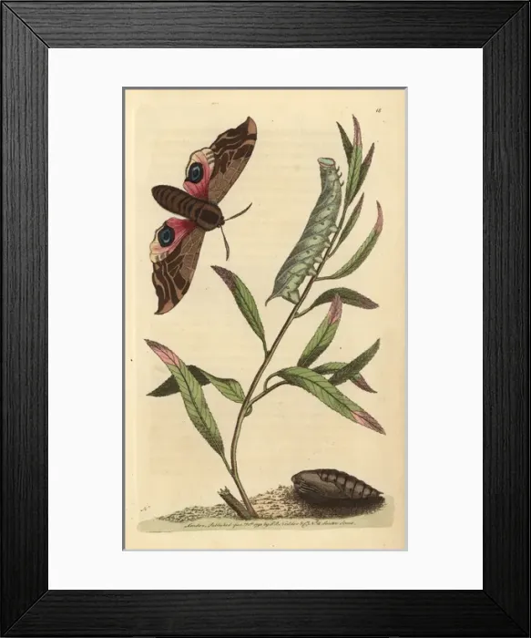 Framed Print : Eyed hawk-moth or ocellated sphinx: pupa, caterpillar Framed Print : Eyed hawk-moth or ocellated sphinx: pupa, caterpillar