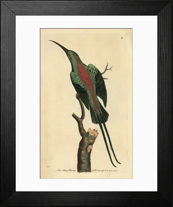Framed Print : Malachite sunbird or shining creeper, Nectarinia Framed Print : Malachite sunbird or shining creeper, Nectarinia