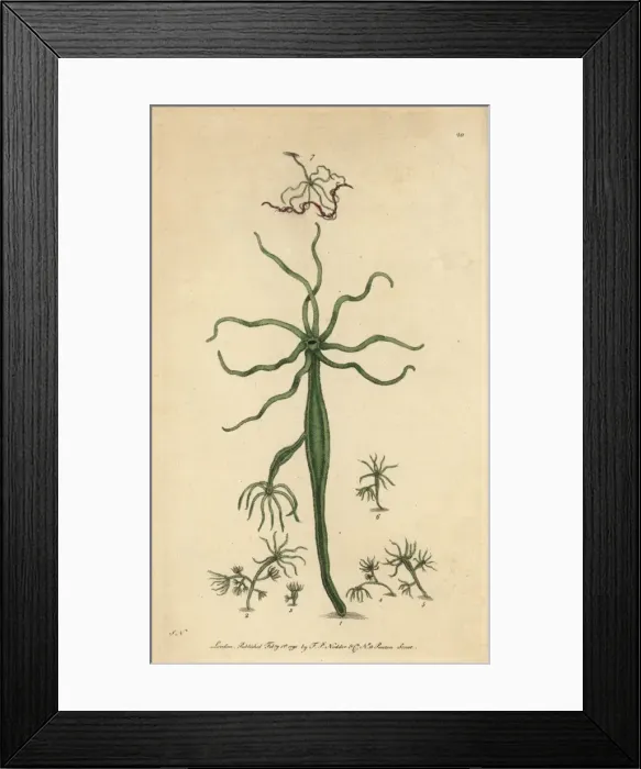 Framed Print : Green polype or Hydra Framed Print : Green polype or Hydra