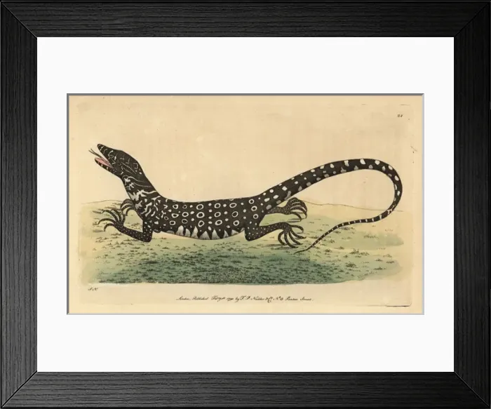 Framed Print : Monitor or monitory lizard, Lacerta monitor Framed Print : Monitor or monitory lizard, Lacerta monitor