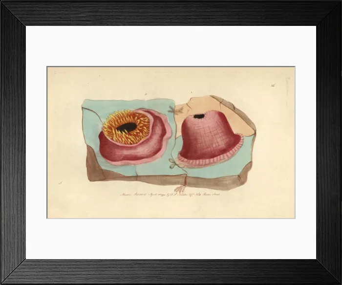 Framed Print : Sea anemone or anemone actinia, Actinia anemone Framed Print : Sea anemone or anemone actinia, Actinia anemone