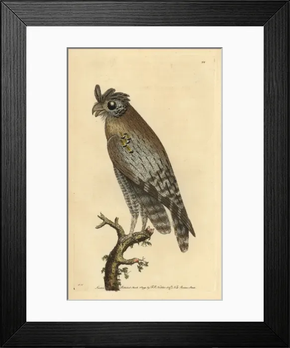 Framed Print : Least-horned owl, Strix pulchella Framed Print : Least-horned owl, Strix pulchella
