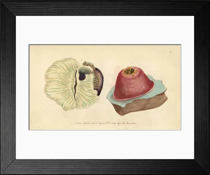 Framed Print : Sea anemone or anemone actinia, Actinia anemone Framed Print : Sea anemone or anemone actinia, Actinia anemone