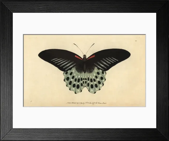 Framed Print : Polymnestor butterfly or Blue Mormon, Papilio polymnestor Framed Print : Polymnestor butterfly or Blue Mormon, Papilio polymnestor