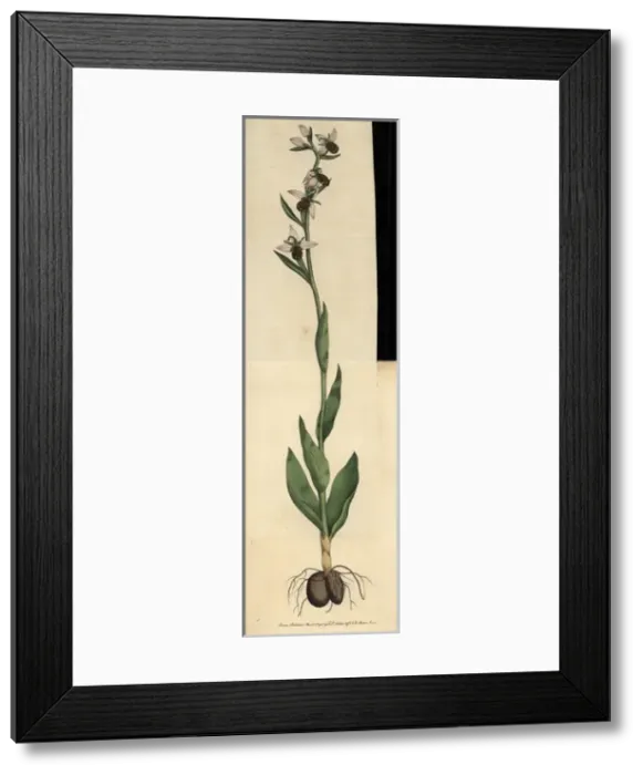 Framed Print : Bee ophrys or bee orchis, Ophrys apifera Framed Print : Bee ophrys or bee orchis, Ophrys apifera