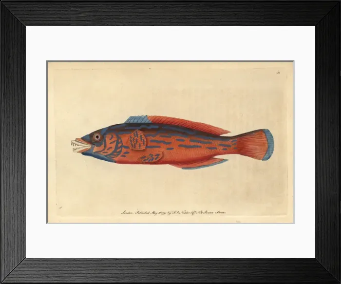 Framed Print : Beautiful or red sparus, striped or cuckoo Framed Print : Beautiful or red sparus, striped or cuckoo