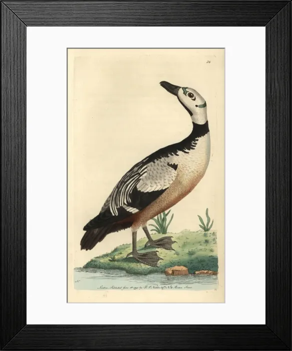 Framed Print : Western, variegated duck or Stellers eider Framed Print : Western, variegated duck or Stellers eider