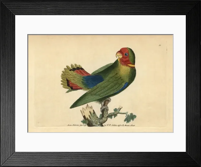 Framed Print : Guinea parrakeet or red-headed lovebird, Agapornis pullarius