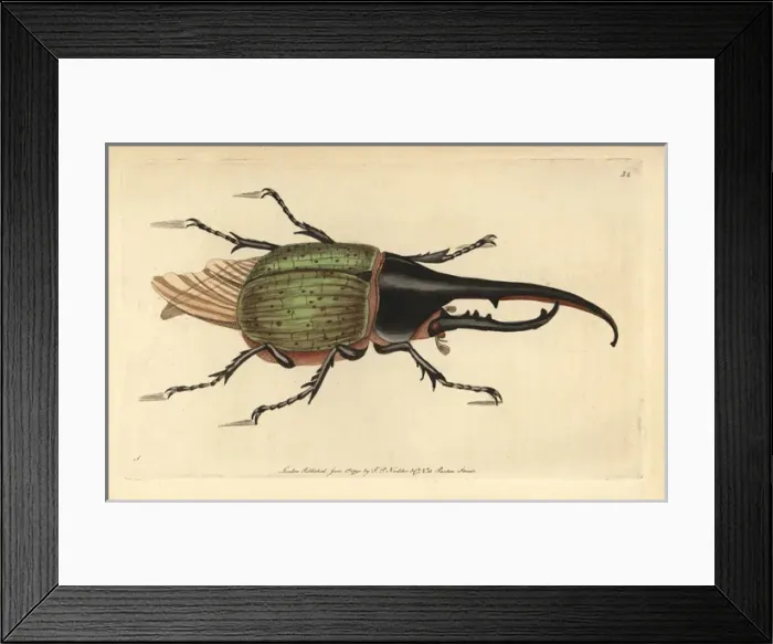 Framed Print : Hercules beetle, Dynastes hercules Framed Print : Hercules beetle, Dynastes hercules