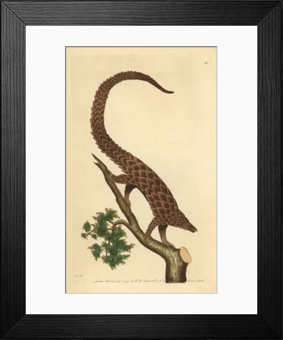 Framed Print : Four-toed manis, long-tailed or black-bellied Framed Print : Four-toed manis, long-tailed or black-bellied