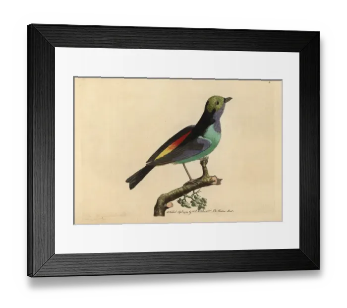 Framed Print : Paradise tanager, Tangara chilensis Framed Print : Paradise tanager, Tangara chilensis