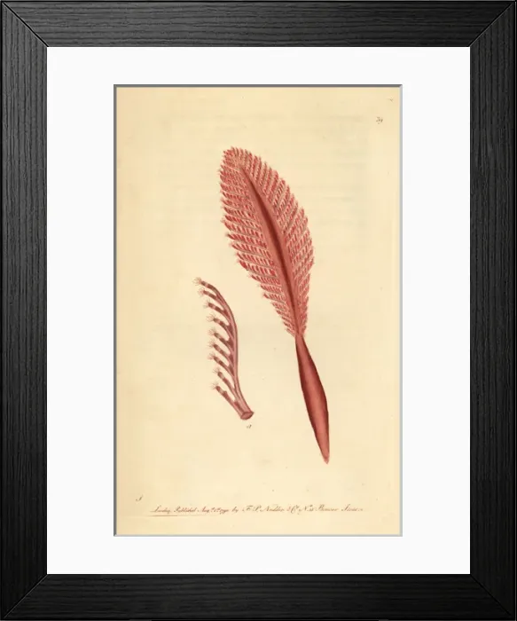 Framed Print : Phosphoric pennatula or sea-pen, Pennatula phosphorea Framed Print : Phosphoric pennatula or sea-pen, Pennatula phosphorea