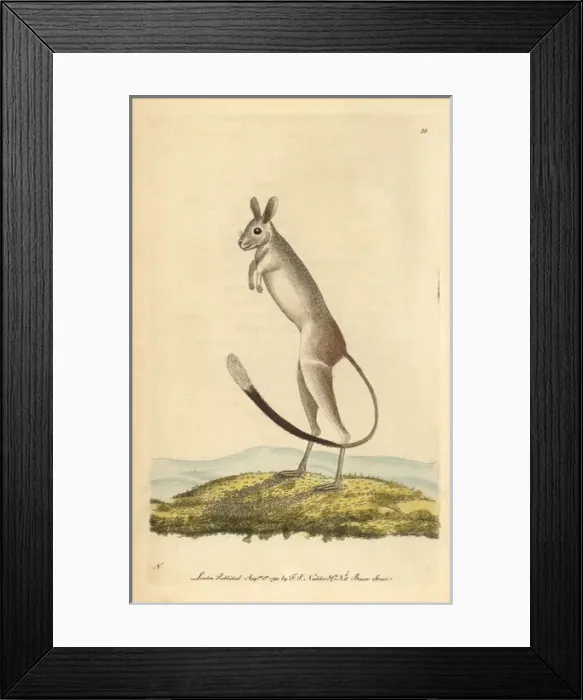 Framed Print : Siberian jerboa, Allactaga sibirica Framed Print : Siberian jerboa, Allactaga sibirica