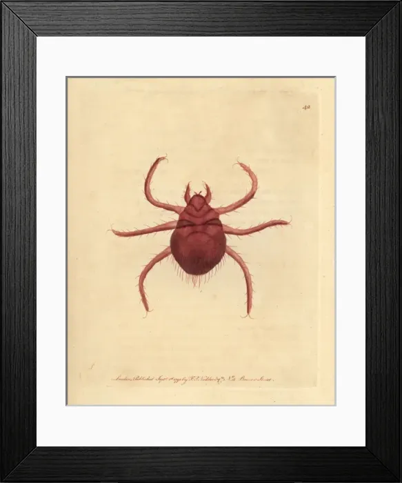 Framed Print : Autumnal acarus or harvest-bug, Acarus autumnalis Framed Print : Autumnal acarus or harvest-bug, Acarus autumnalis