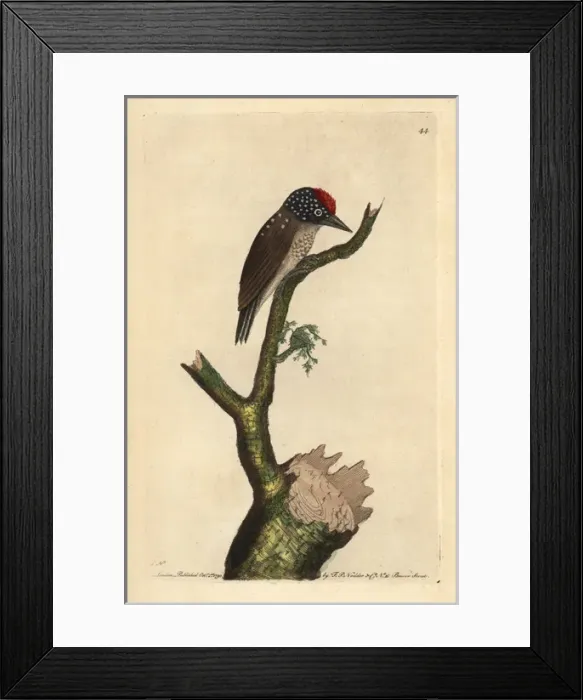 Framed Print : Spot-breasted woodpecker or least woodpecker Framed Print : Spot-breasted woodpecker or least woodpecker