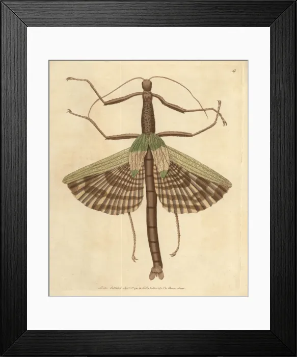 Framed Print : Great or gigantica mantis, Mantis gigas, from Amboyna Framed Print : Great or gigantica mantis, Mantis gigas, from Amboyna
