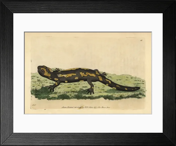 Framed Print : Fire salamander, Salamandra salamandra Framed Print : Fire salamander, Salamandra salamandra