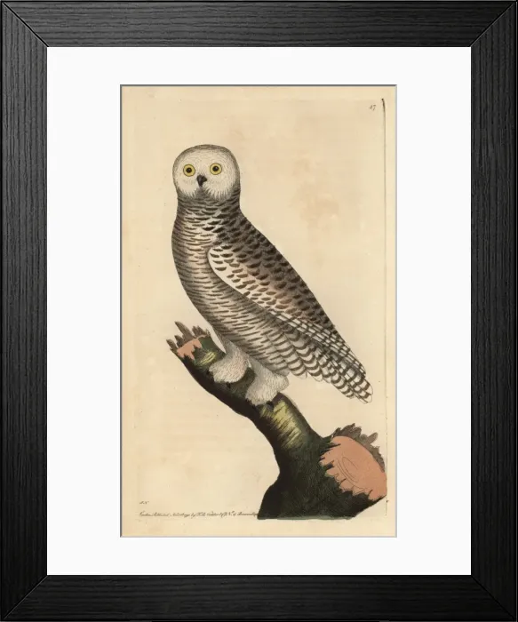 Framed Print : Snowy owl, Arctic Owl, Great White Owl or Harfang Framed Print : Snowy owl, Arctic Owl, Great White Owl or Harfang
