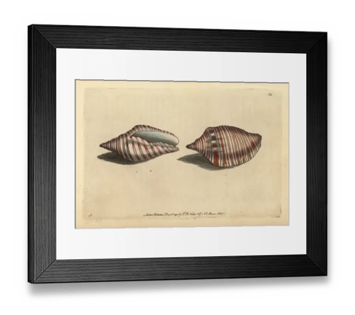 Framed Print : Orange flag shell or orange-striped volute, Voluta arausiaca Framed Print : Orange flag shell or orange-striped volute, Voluta arausiaca