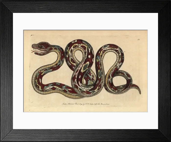 Framed Print : Great boa, Boa constrictor Framed Print : Great boa, Boa constrictor