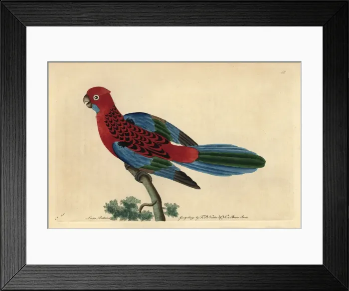 Framed Print : Splendid parrot or crimson rosella, Platycercus elegans Framed Print : Splendid parrot or crimson rosella, Platycercus elegans