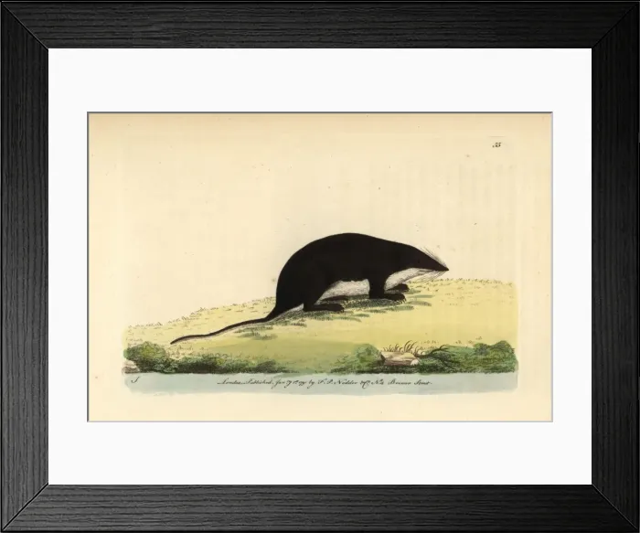 Framed Print : Eurasian water shrew, Neomys fodiens Framed Print : Eurasian water shrew, Neomys fodiens