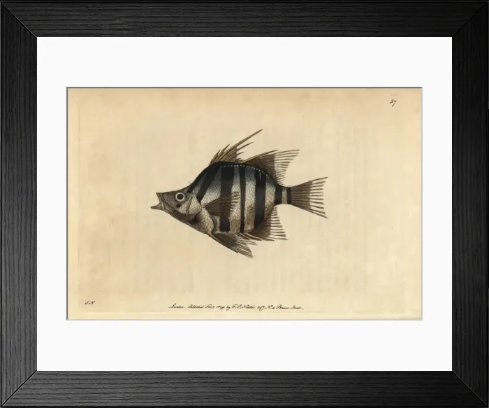 Framed Print : Long-spined or pungent chaetodon, Enoplosus armatus Framed Print : Long-spined or pungent chaetodon, Enoplosus armatus