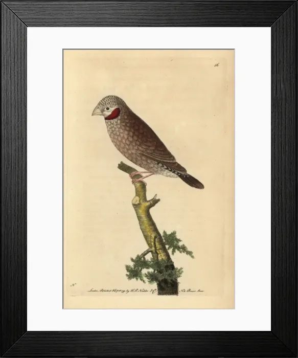 Framed Print : Red-throated grosbeak or cut-throat sparrow Framed Print : Red-throated grosbeak or cut-throat sparrow