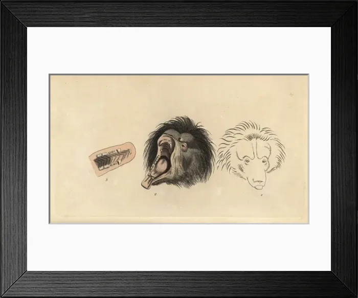 Framed Print : Ursiform sloth, ursine bradypus or sloth bear Framed Print : Ursiform sloth, ursine bradypus or sloth bear