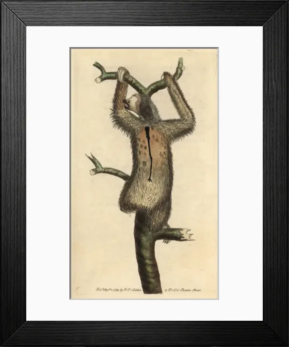 Framed Print : Three-toed sloth or pale-throated sloth, Bradypus Framed Print : Three-toed sloth or pale-throated sloth, Bradypus