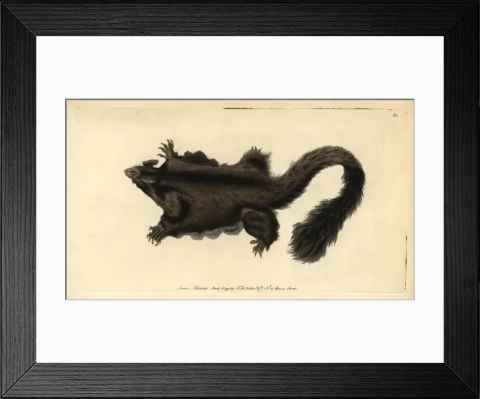 Framed Print : Yellow-bellied glider or southern petaurus Framed Print : Yellow-bellied glider or southern petaurus
