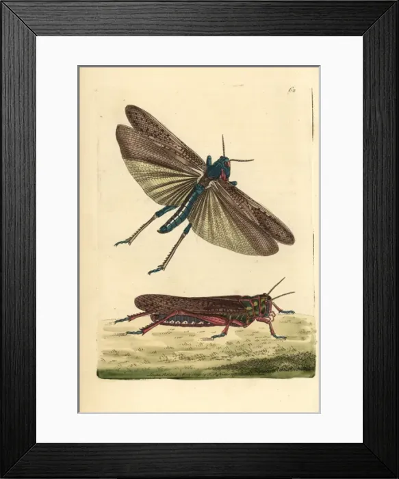 Framed Print : Wandering or migratory locust, Gryllus migratoria Framed Print : Wandering or migratory locust, Gryllus migratoria