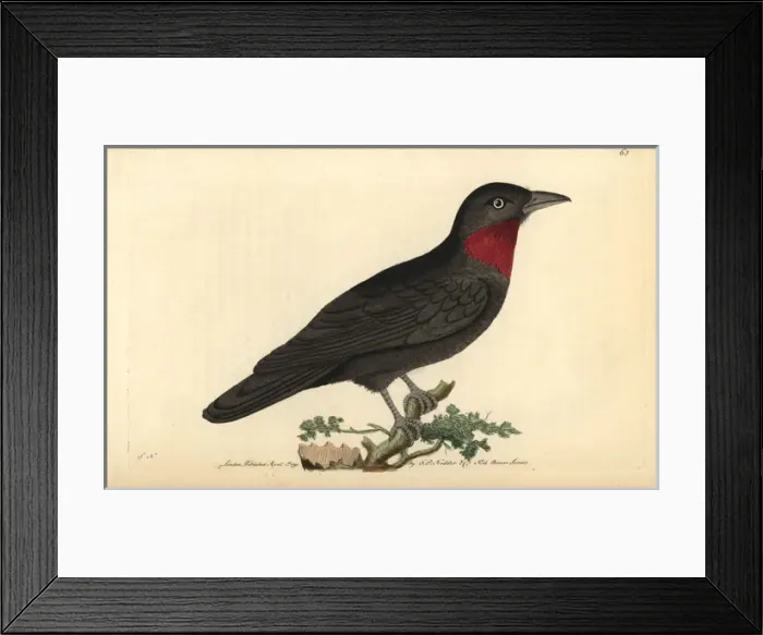 Framed Print : Purple throated fruit crow, Querula purpurata Framed Print : Purple throated fruit crow, Querula purpurata