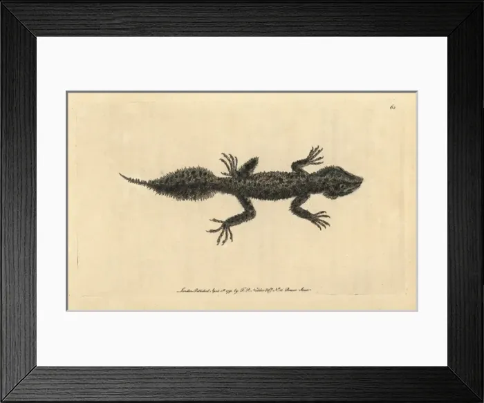 Framed Print : Broad-tailed gecko, Phyllurus platurus Framed Print : Broad-tailed gecko, Phyllurus platurus