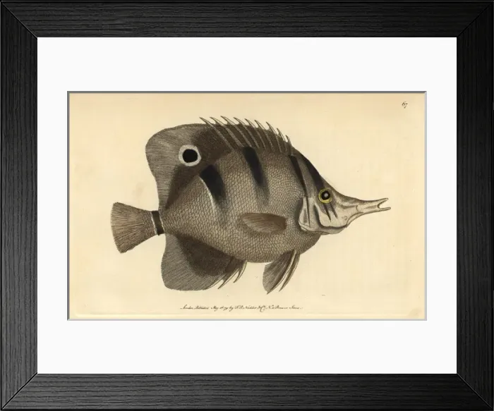 Framed Print : Copperband butterfly fish Jaculator or shooting Framed Print : Copperband butterfly fish Jaculator or shooting