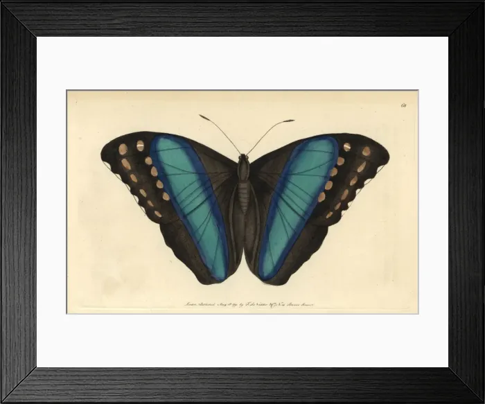 Framed Print : Achilles morpho or great blue-banded butterfly Framed Print : Achilles morpho or great blue-banded butterfly