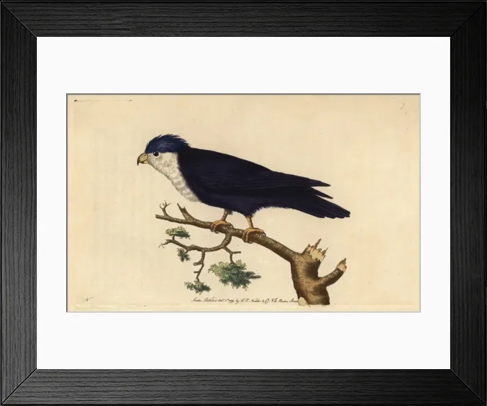 Framed Print : Violet or blue lorikeet, Vini peruviana