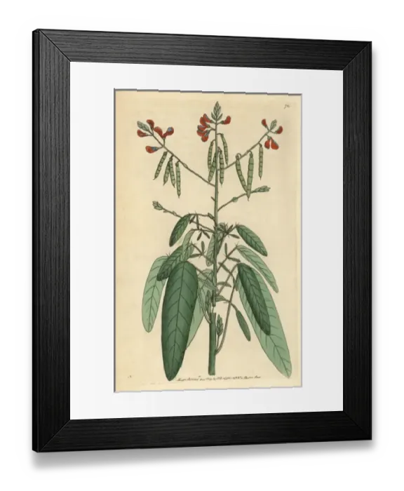 Framed Print : Telegraph or semaphore plant, Codariocalyx motorius Framed Print : Telegraph or semaphore plant, Codariocalyx motorius