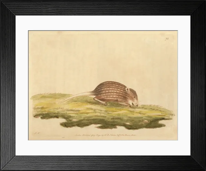 Framed Print : Typical striped grass mouse, Lemniscomys striatus Framed Print : Typical striped grass mouse, Lemniscomys striatus