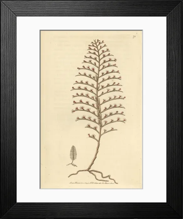 Framed Print : Little seabristle, Plumularia setacea Small Framed Print : Little seabristle, Plumularia setacea Small