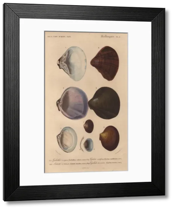 Framed Print : Variety of scallop and clam shells: Galathea Framed Print : Variety of scallop and clam shells: Galathea