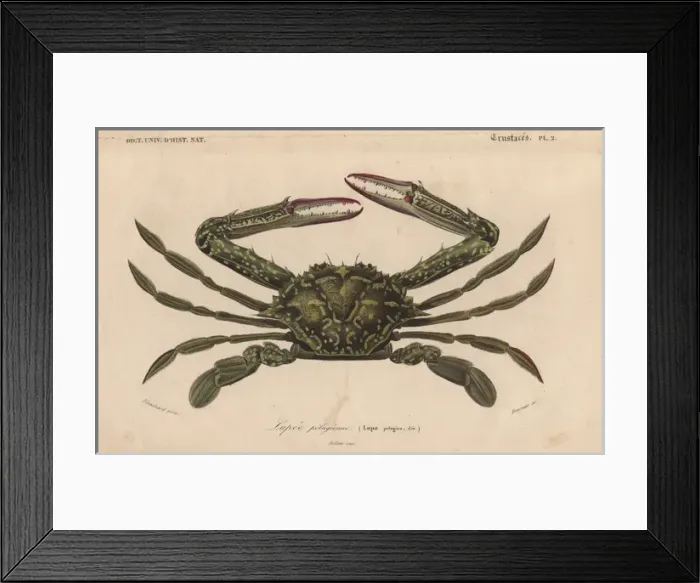 Framed Print : Green swimming crab, Lupa elagica Framed Print : Green swimming crab, Lupa elagica