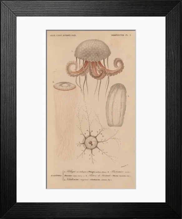 Framed Print : Jellyfish including mauve stinger (Pelagia Framed Print : Jellyfish including mauve stinger (Pelagia