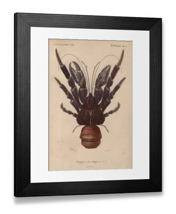Framed Print : Coconut crab, Birgus latroi Framed Print : Coconut crab, Birgus latroi