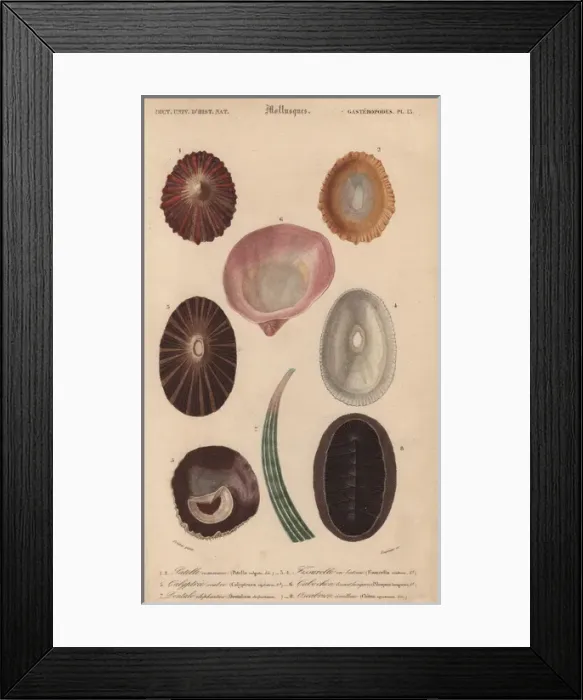Framed Print : Variety of tropical shells including Patella Framed Print : Variety of tropical shells including Patella