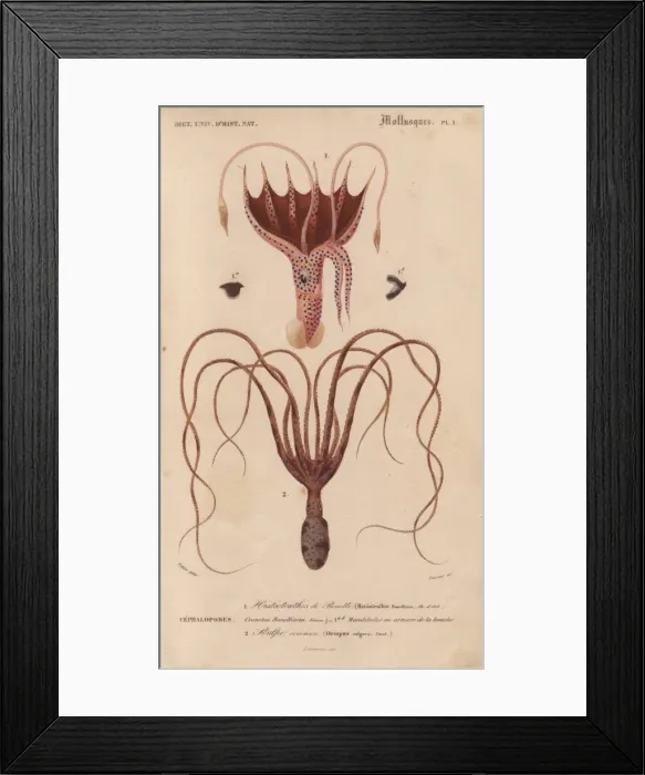 Framed Print : Squid, Histioteuthis bonnellii, and octopus Framed Print : Squid, Histioteuthis bonnellii, and octopus