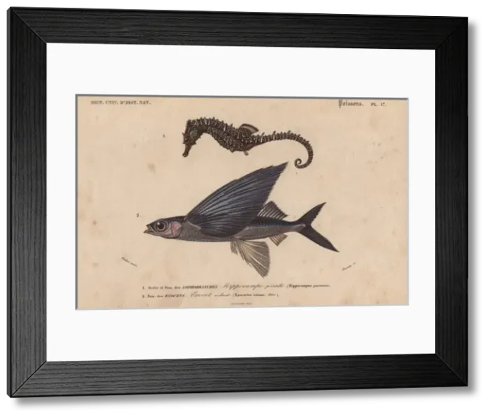 Framed Print : Sea horse, Hippocampus erectus, and flying Framed Print : Sea horse, Hippocampus erectus, and flying
