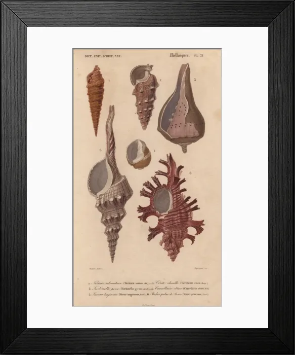 Framed Print : Colorful Murex, Nerinaea, Cerithium, Turbinella Framed Print : Colorful Murex, Nerinaea, Cerithium, Turbinella