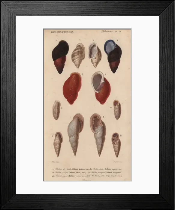 Framed Print : Colorful crimson and black, pink and ivory Bulimus shells